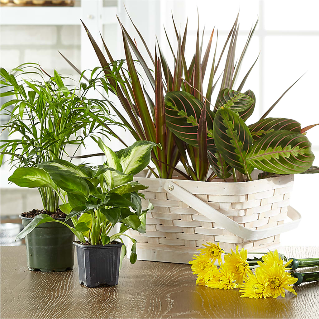 Florist Designed Blooming and Green Plants in a Basket – FLOWER HOUSE PLANTS & BLOOMS, Willowick OH