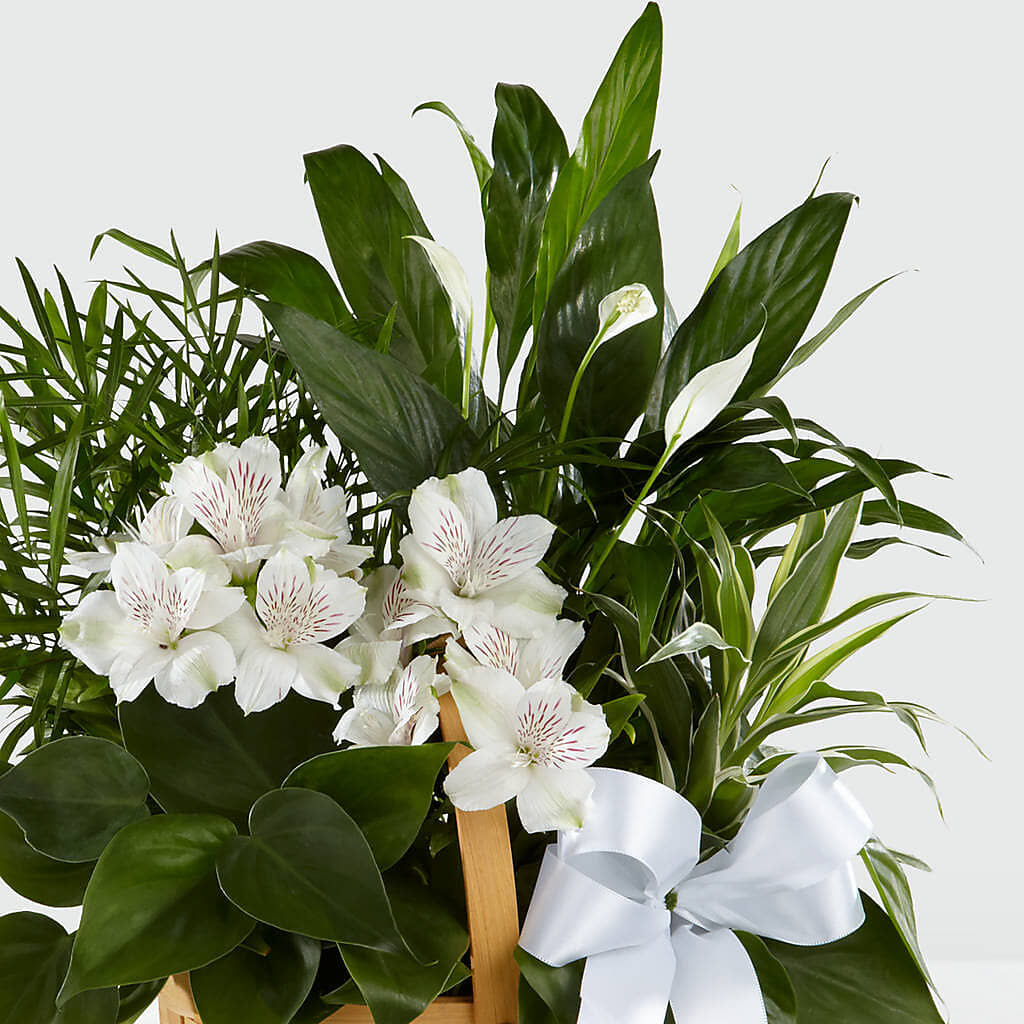 Peace & Serenity Dishgarden – FLOWER HOUSE PLANTS & BLOOMS, Willowick OH