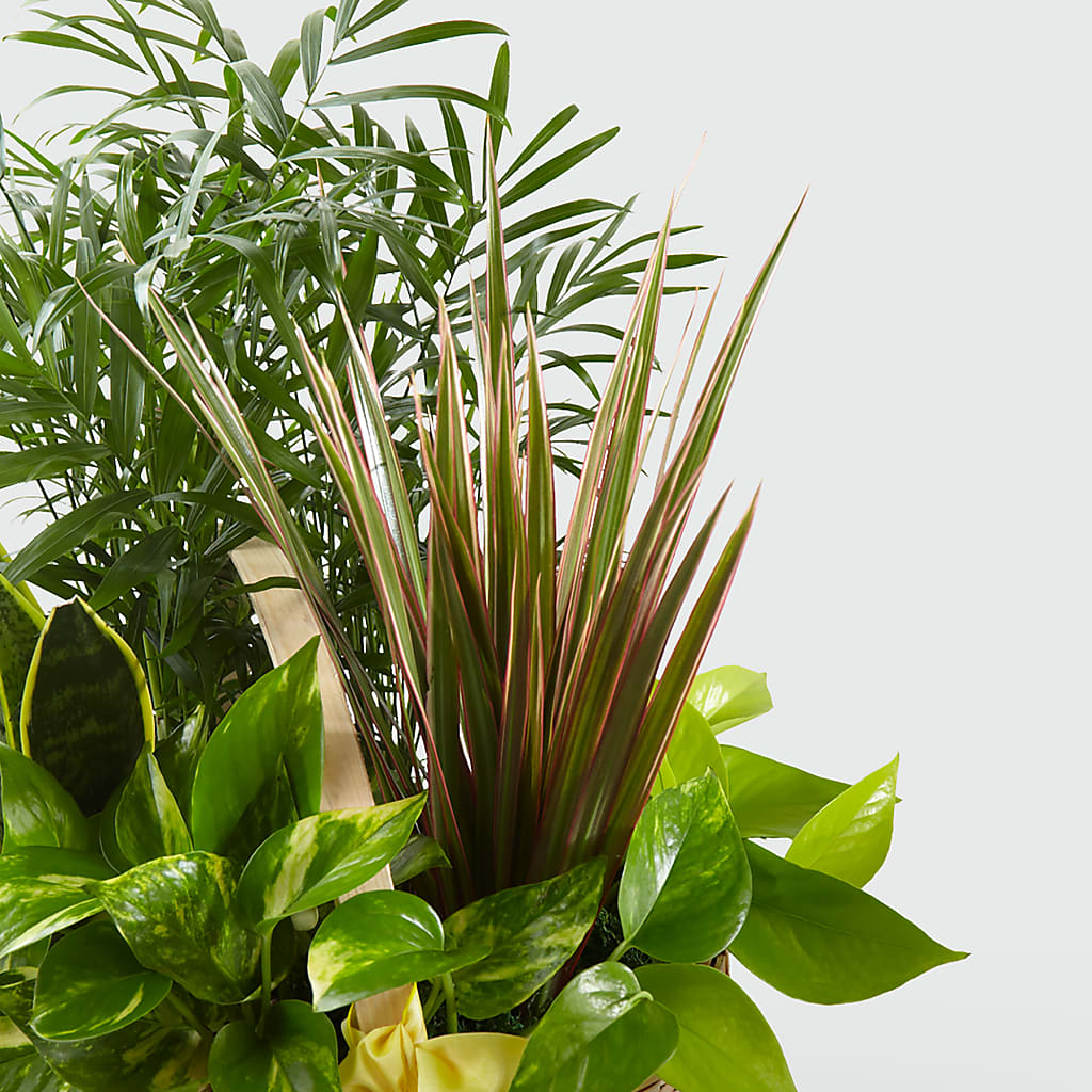 French Garden – FLOWER HOUSE PLANTS & BLOOMS, Willowick OH