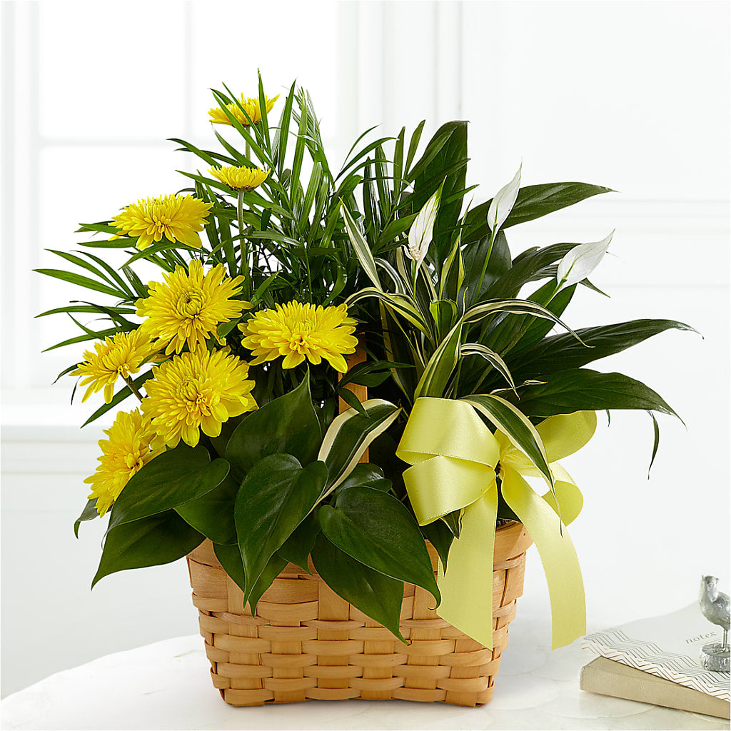 Loving Light Dishgarden – FLOWER HOUSE PLANTS & BLOOMS, Willowick OH