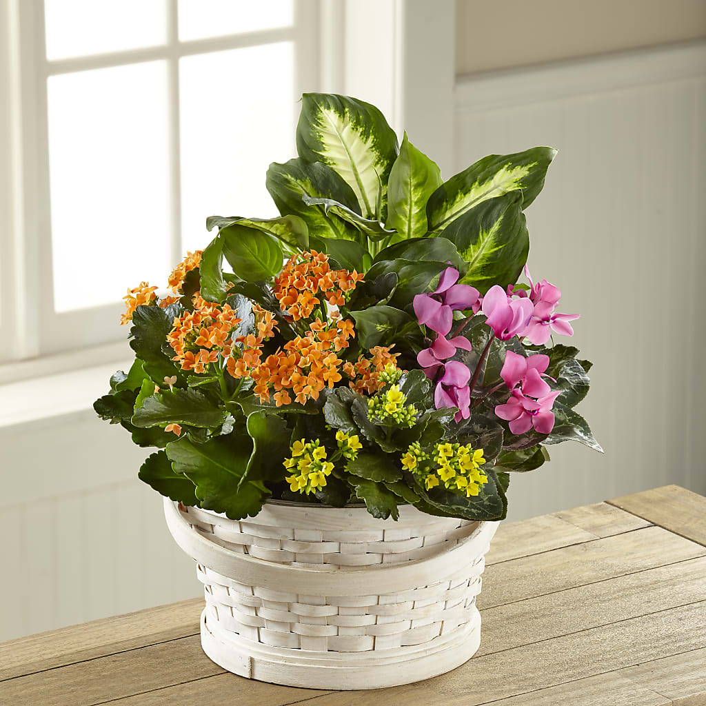 Color Crush Dishgarden – FLOWER HOUSE PLANTS & BLOOMS, Willowick OH