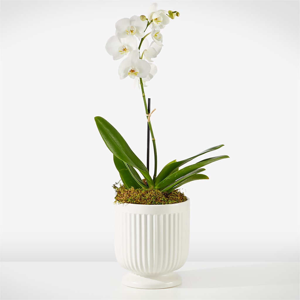 Whispering White Orchid – FLOWER HOUSE PLANTS & BLOOMS, Willowick OH