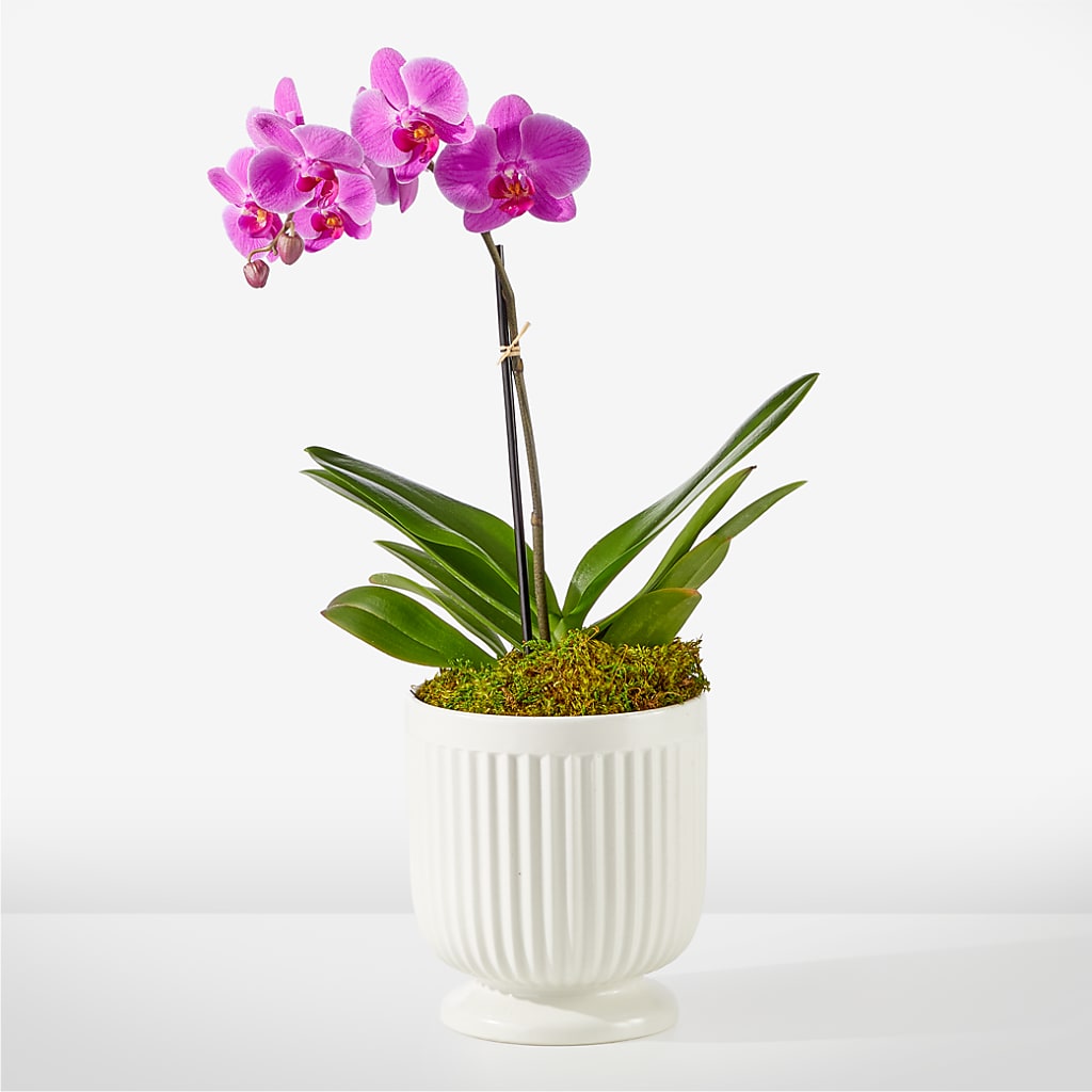 Friendly Fuchsia Orchid – FLOWER HOUSE PLANTS & BLOOMS, Willowick OH