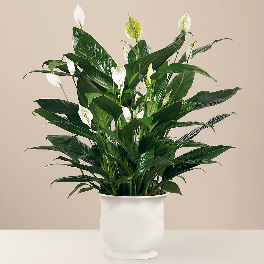Comfort Planter – FLOWER HOUSE PLANTS & BLOOMS, Willowick OH