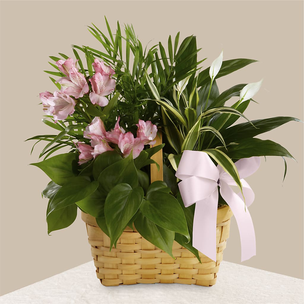 Living Spirit Dishgarden – FLOWER HOUSE PLANTS & BLOOMS, Willowick OH