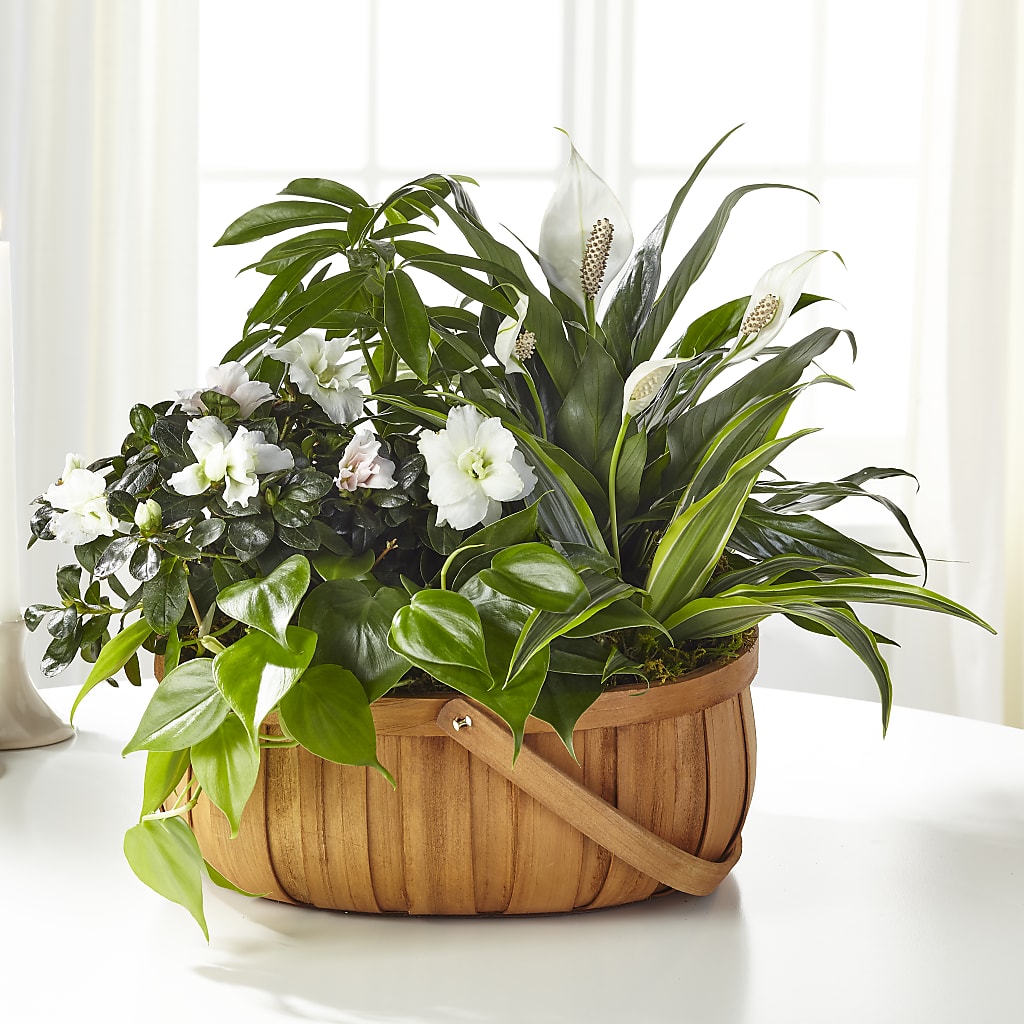 Serene Dishgarden – FLOWER HOUSE PLANTS & BLOOMS, Willowick OH