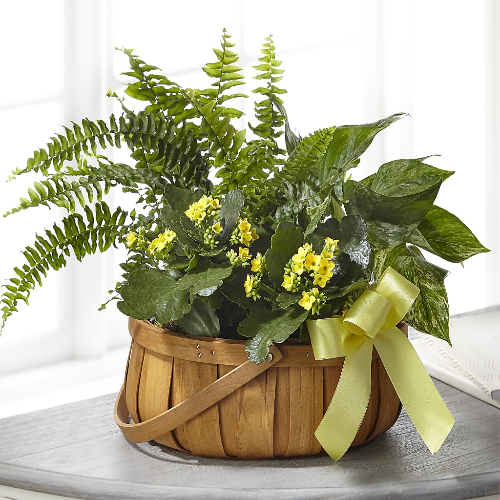 Always Dear Dishgarden – FLOWER HOUSE PLANTS & BLOOMS, Willowick OH