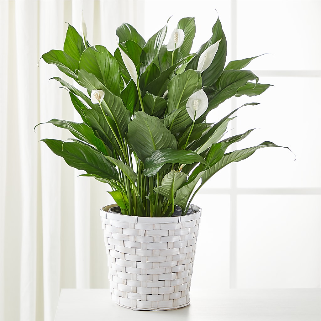 A New Leaf Peace Lily – FLOWER HOUSE PLANTS & BLOOMS, Willowick OH