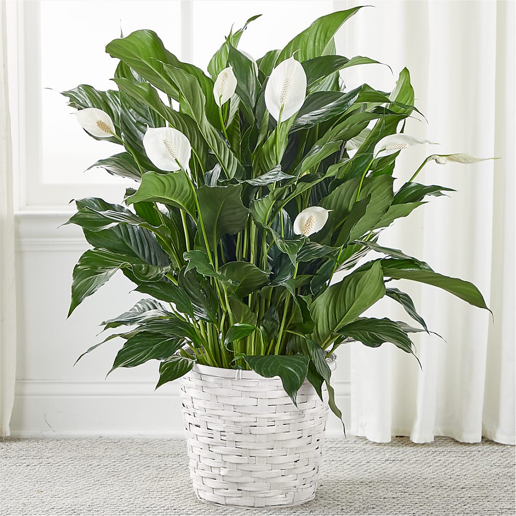 A New Leaf Peace Lily – FLOWER HOUSE PLANTS & BLOOMS, Willowick OH