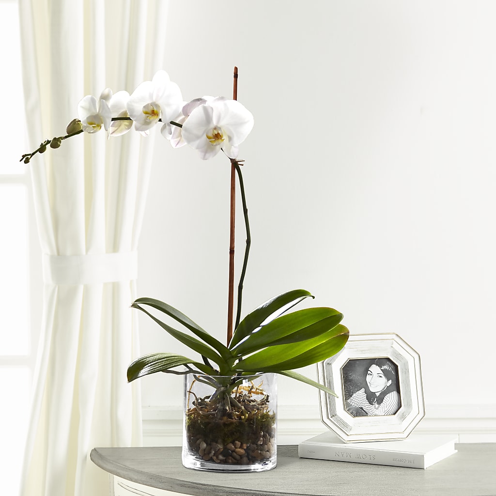 White Orchid Planter – FLOWER HOUSE PLANTS & BLOOMS, Willowick OH