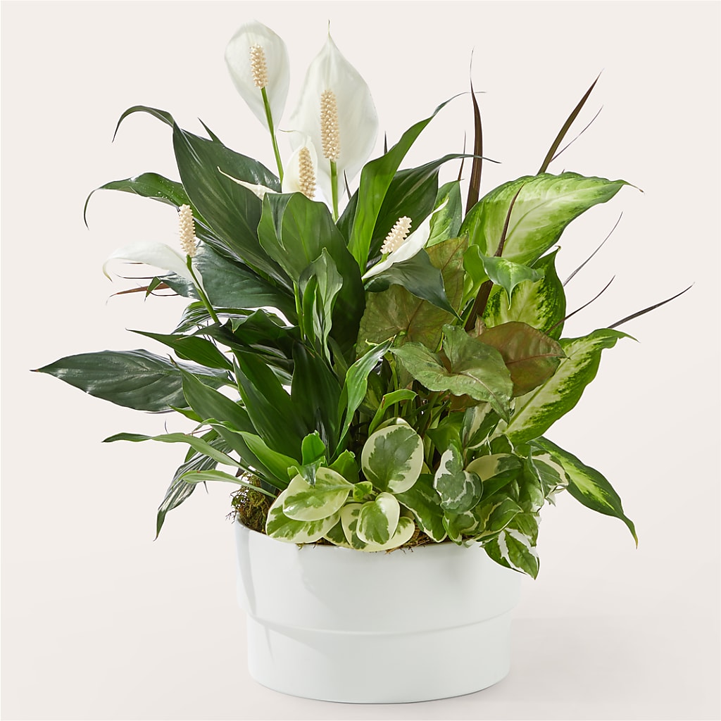 Radiating Positivity Dishgarden – FLOWER HOUSE PLANTS & BLOOMS, Willowick OH