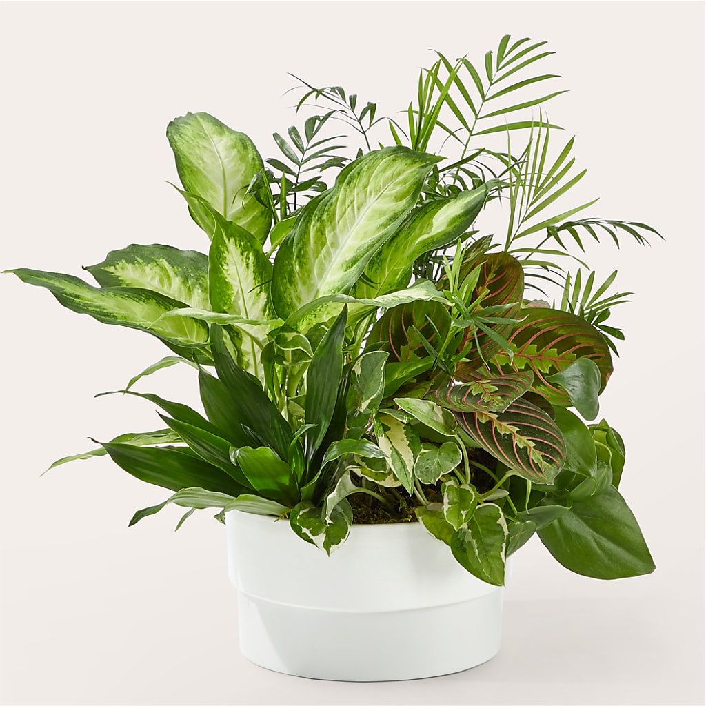 Radiating Positivity Dishgarden – FLOWER HOUSE PLANTS & BLOOMS, Willowick OH