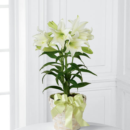 Easter Lily Plant – FLOWER HOUSE PLANTS & BLOOMS, Willowick OH
