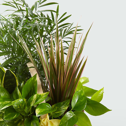 French Garden – FLOWER HOUSE PLANTS & BLOOMS, Willowick OH
