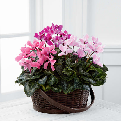 Mixed Cyclamen Planter – FLOWER HOUSE PLANTS & BLOOMS, Willowick OH