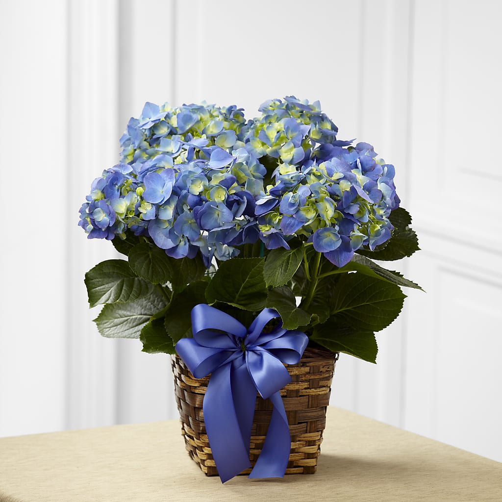 Blue Hydrangea Planter – FLOWER HOUSE PLANTS & BLOOMS, Willowick OH