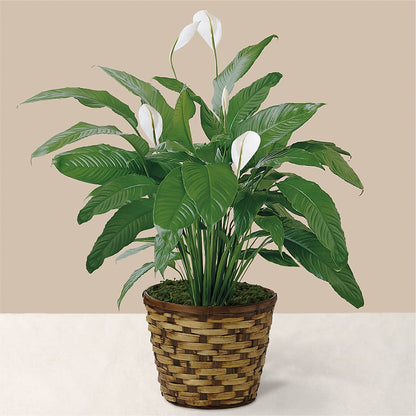 Tranquil Moments Peace Lily Plant – FLOWER HOUSE PLANTS & BLOOMS, Willowick OH