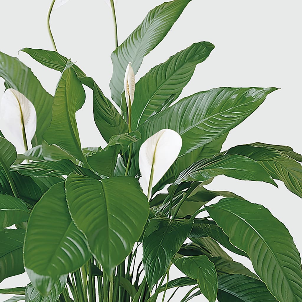 Tranquil Moments Peace Lily Plant – FLOWER HOUSE PLANTS & BLOOMS, Willowick OH