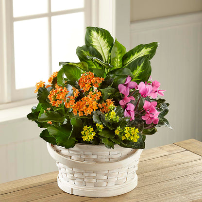 Color Crush Dishgarden – FLOWER HOUSE PLANTS & BLOOMS, Willowick OH