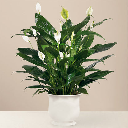 Comfort Planter – FLOWER HOUSE PLANTS & BLOOMS, Willowick OH