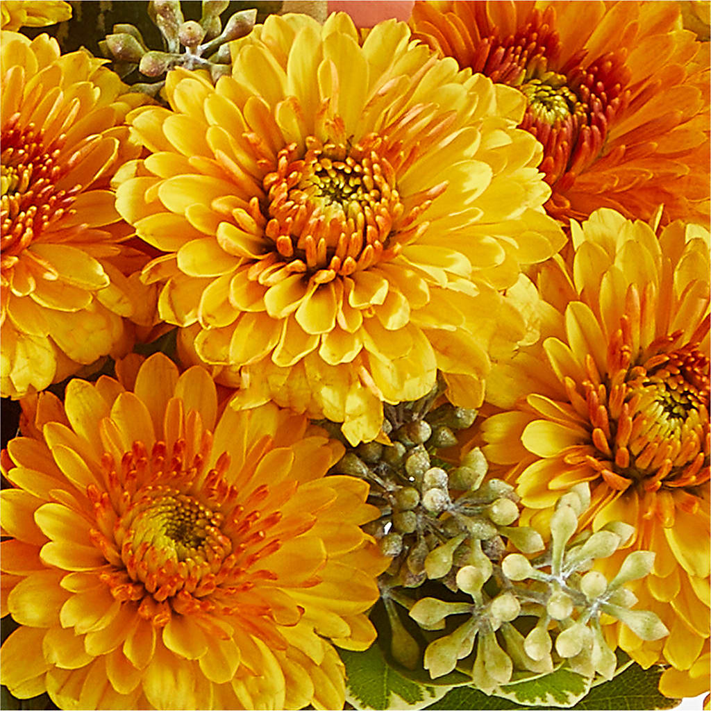 Peachy Pumpkin – FLOWER HOUSE PLANTS & BLOOMS, Willowick OH