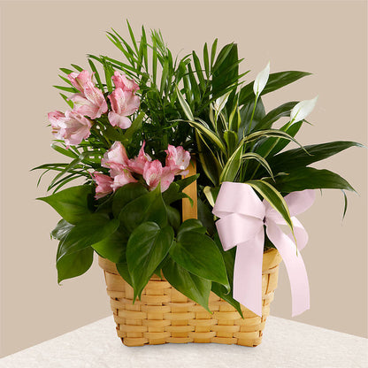 Living Spirit Dishgarden – FLOWER HOUSE PLANTS & BLOOMS, Willowick OH