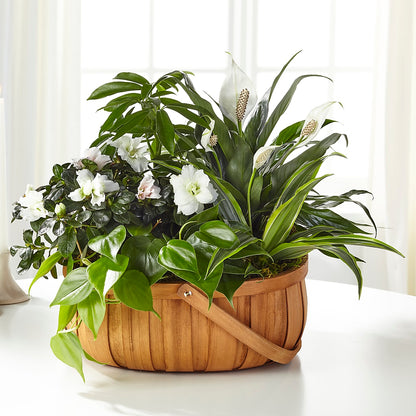 Serene Dishgarden – FLOWER HOUSE PLANTS & BLOOMS, Willowick OH