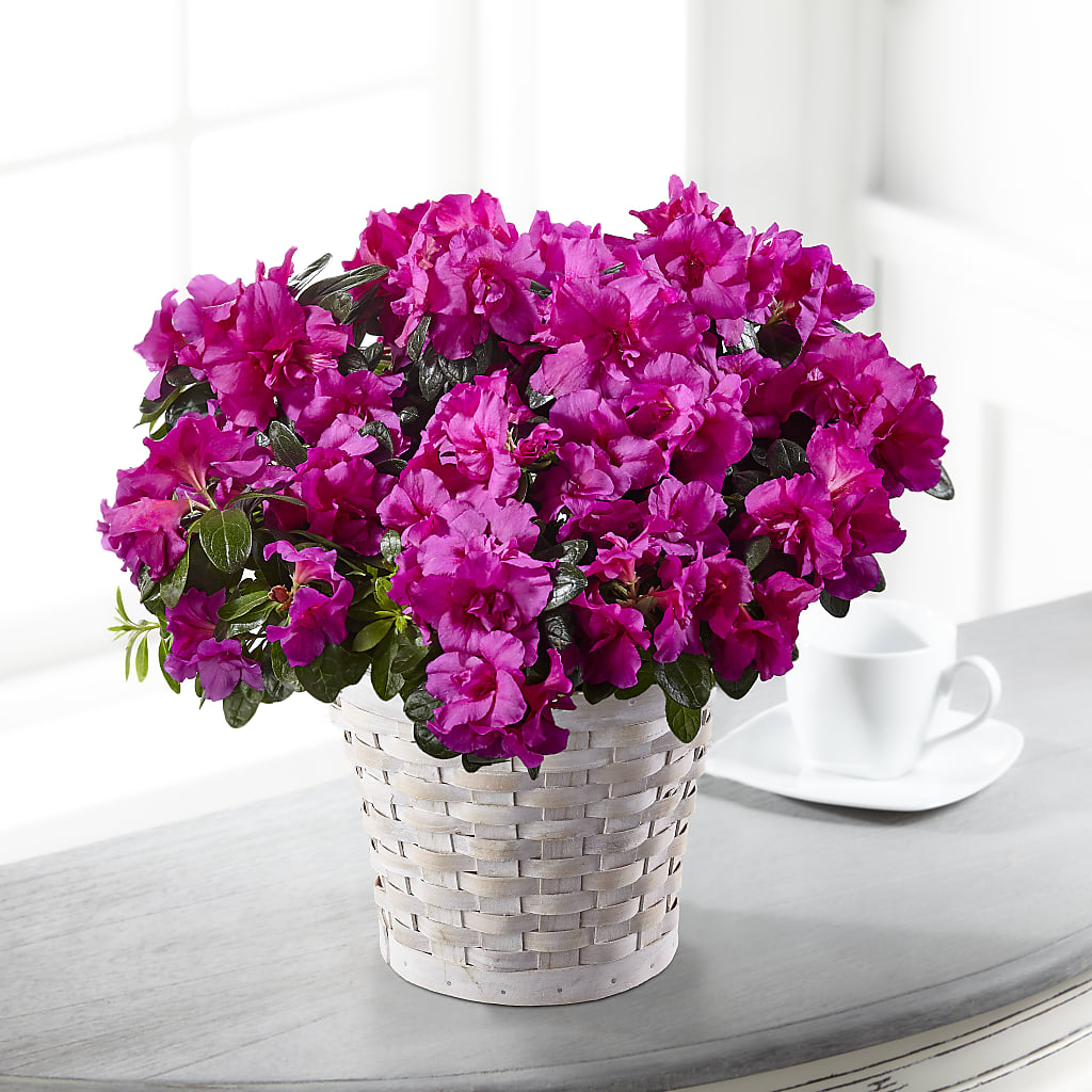 Hope & Serenity Azalea Plant – FLOWER HOUSE PLANTS & BLOOMS, Willowick OH