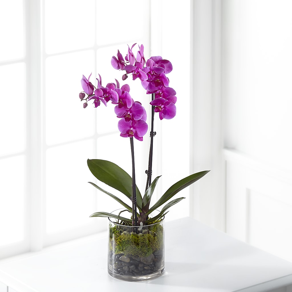 Pink Orchid Plant – FLOWER HOUSE PLANTS & BLOOMS, Willowick OH