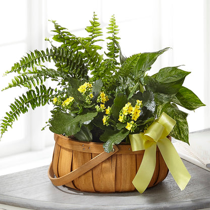Always Dear Dishgarden – FLOWER HOUSE PLANTS & BLOOMS, Willowick OH