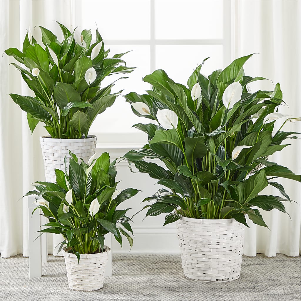 A New Leaf Peace Lily – FLOWER HOUSE PLANTS & BLOOMS, Willowick OH