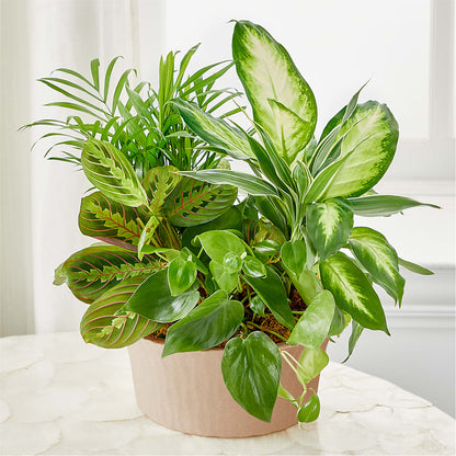 Balance & Harmony Dishgarden – FLOWER HOUSE PLANTS & BLOOMS, Willowick OH
