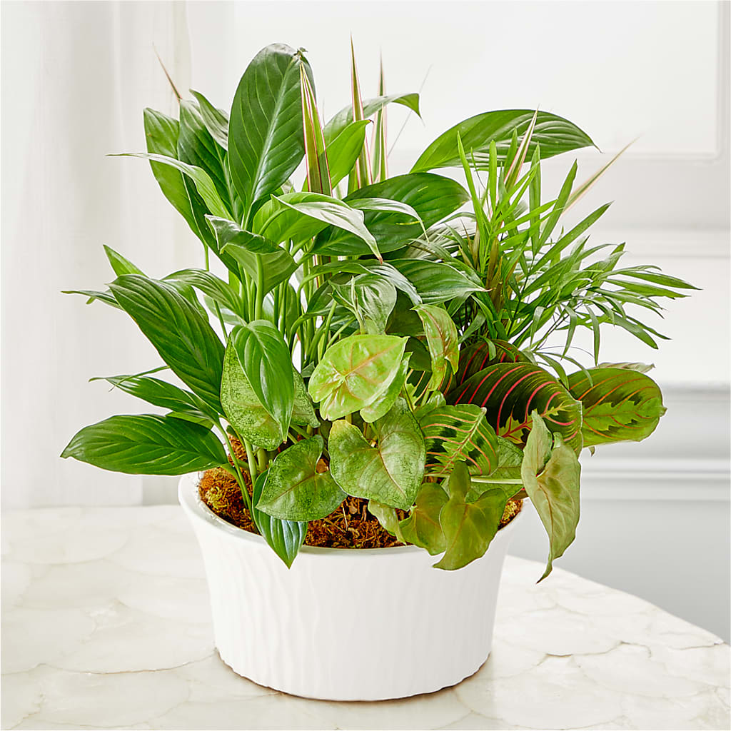 Balance & Harmony Dishgarden – FLOWER HOUSE PLANTS & BLOOMS, Willowick OH