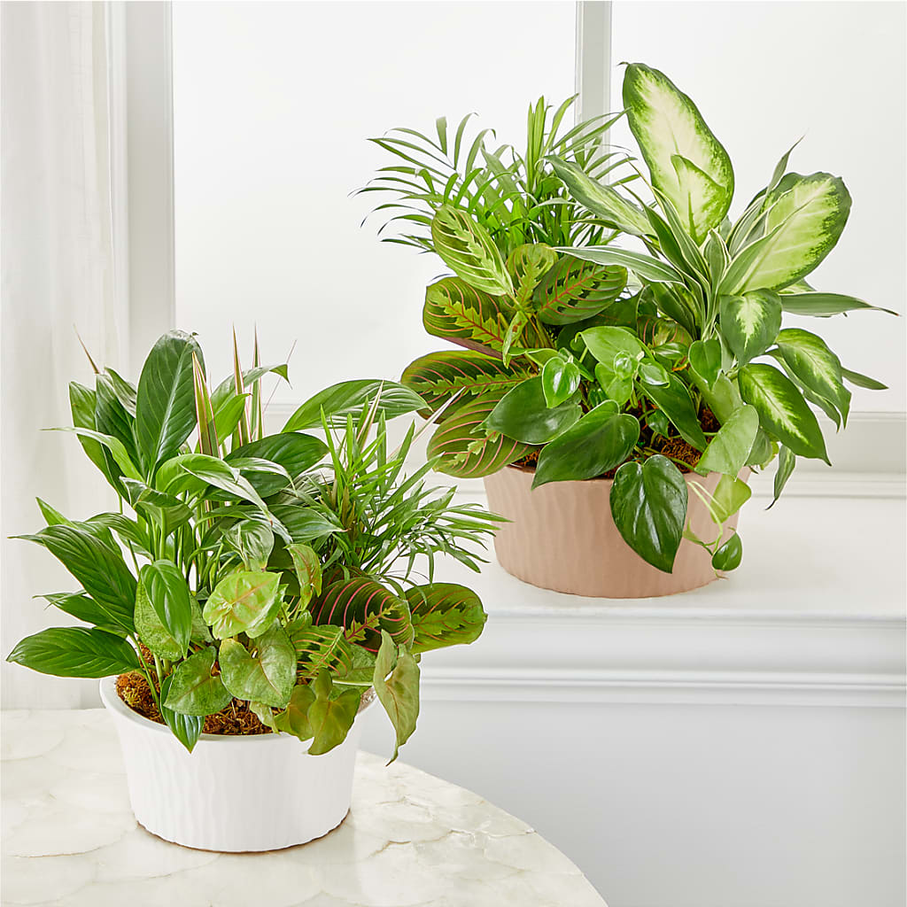 Balance & Harmony Dishgarden – FLOWER HOUSE PLANTS & BLOOMS, Willowick OH