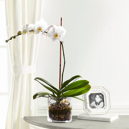 White Orchid Planter – FLOWER HOUSE PLANTS & BLOOMS, Willowick OH