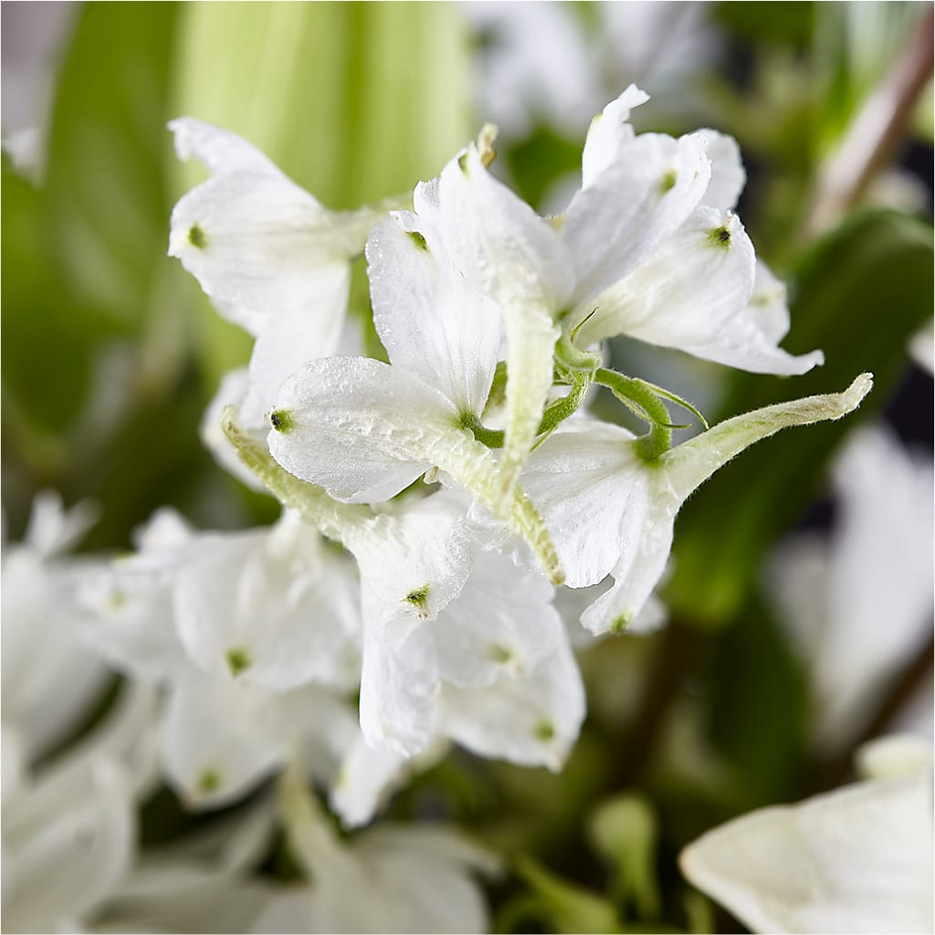 Classic Ivory – A Florist Original – FLOWER HOUSE PLANTS & BLOOMS, Willowick OH