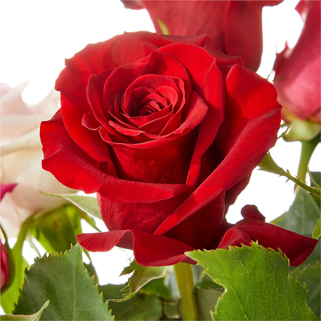 Love Notes Rose Bouquet – FLOWER HOUSE PLANTS & BLOOMS, Willowick OH