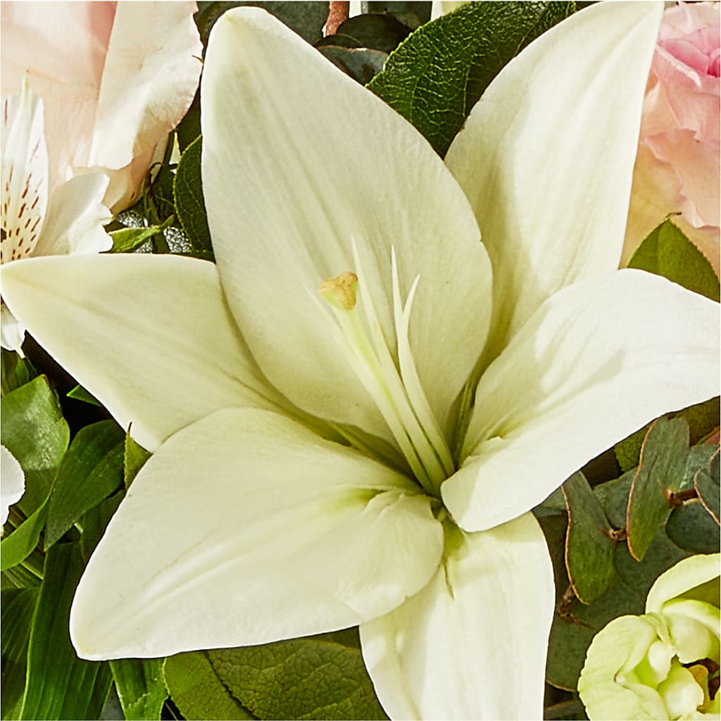 Ballet Slippers Bouquet – FLOWER HOUSE PLANTS & BLOOMS, Willowick OH